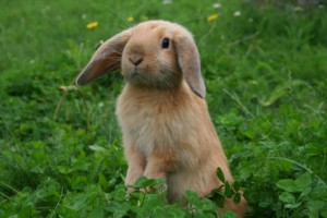 © Cora Müller Fotolia.com  300x200 Dipl. Tierärztin Halmer, Pressbaum bei Wien