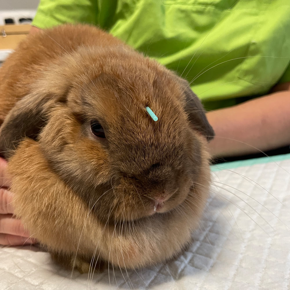 Akupunktur beim Tierarzt für kleine und große Tiere