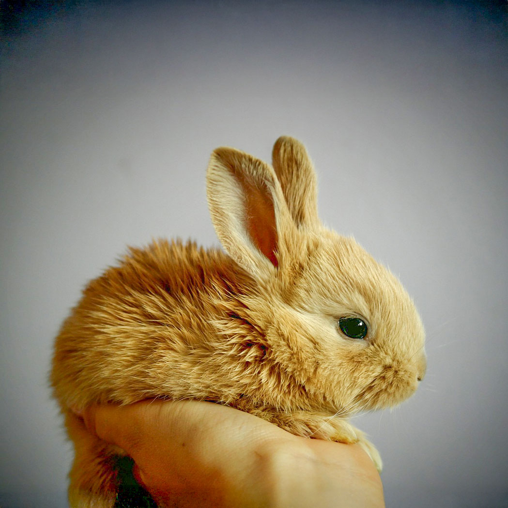 Auch ein kleiner Hase muss zeinmal um Tierarzt