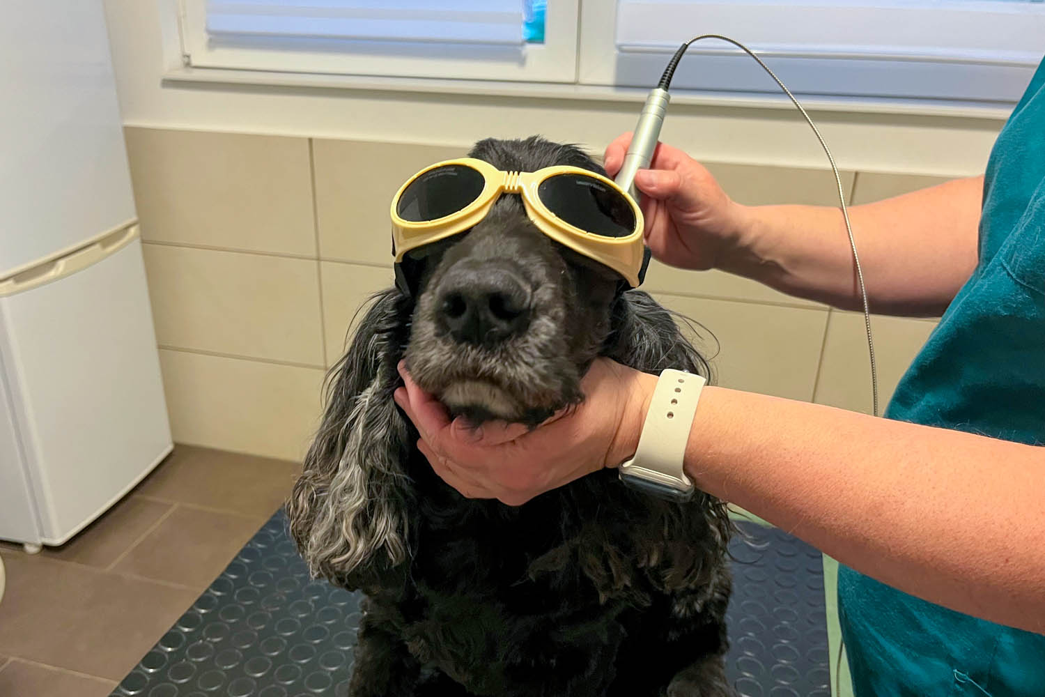 Laserbehandlung: Ganzheitliche Tierärztin Halmer, Pressbaum bei Wien-