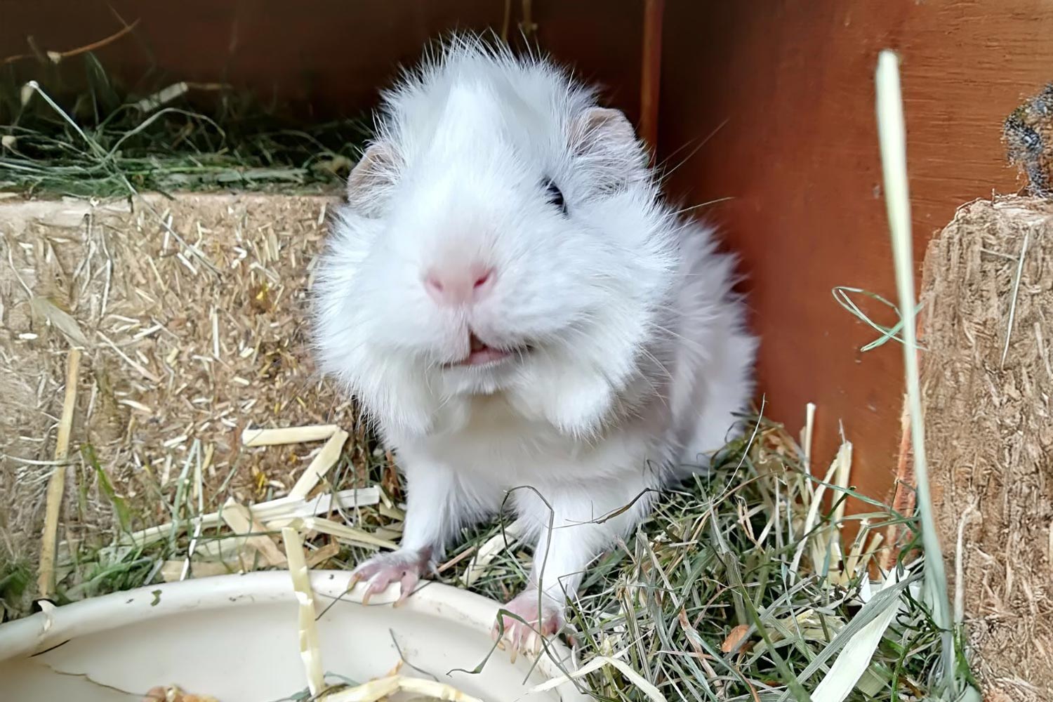 Tierarzt in Pressbaum bei Wien: Meerschweinchen