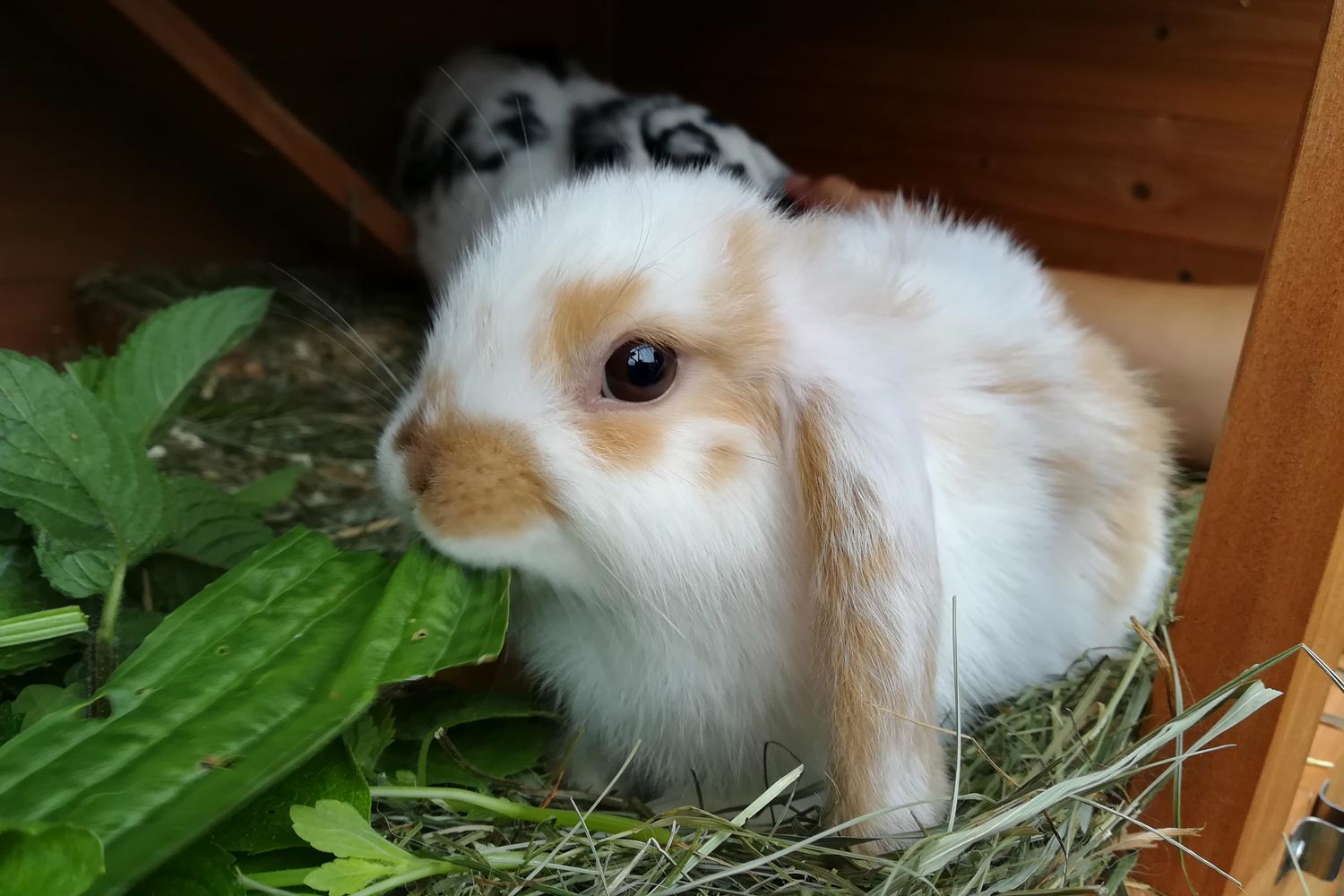 Tierarzt in Pressbaum bei Wien: Meerschweinchen